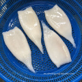 Frozen IQF TODARODES TUBO SQUID U8 U10 Price